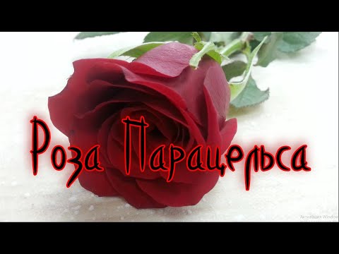 Роза Парацельса. Притча.