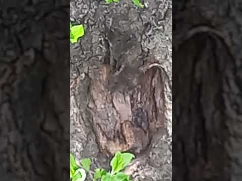 A black-eyed bear