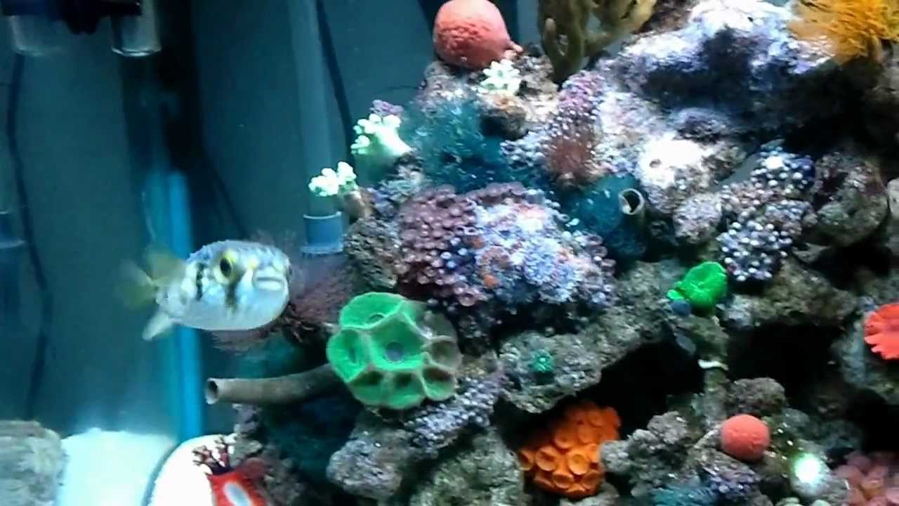 reef safe puffer youtube