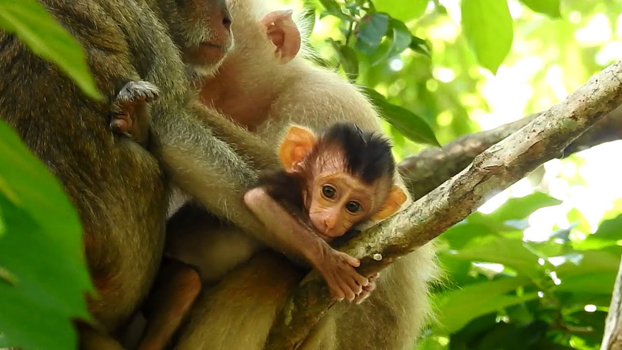 Pretty awesome baby monkey Rex,Monkey Rose is fastest monkey protecting ...