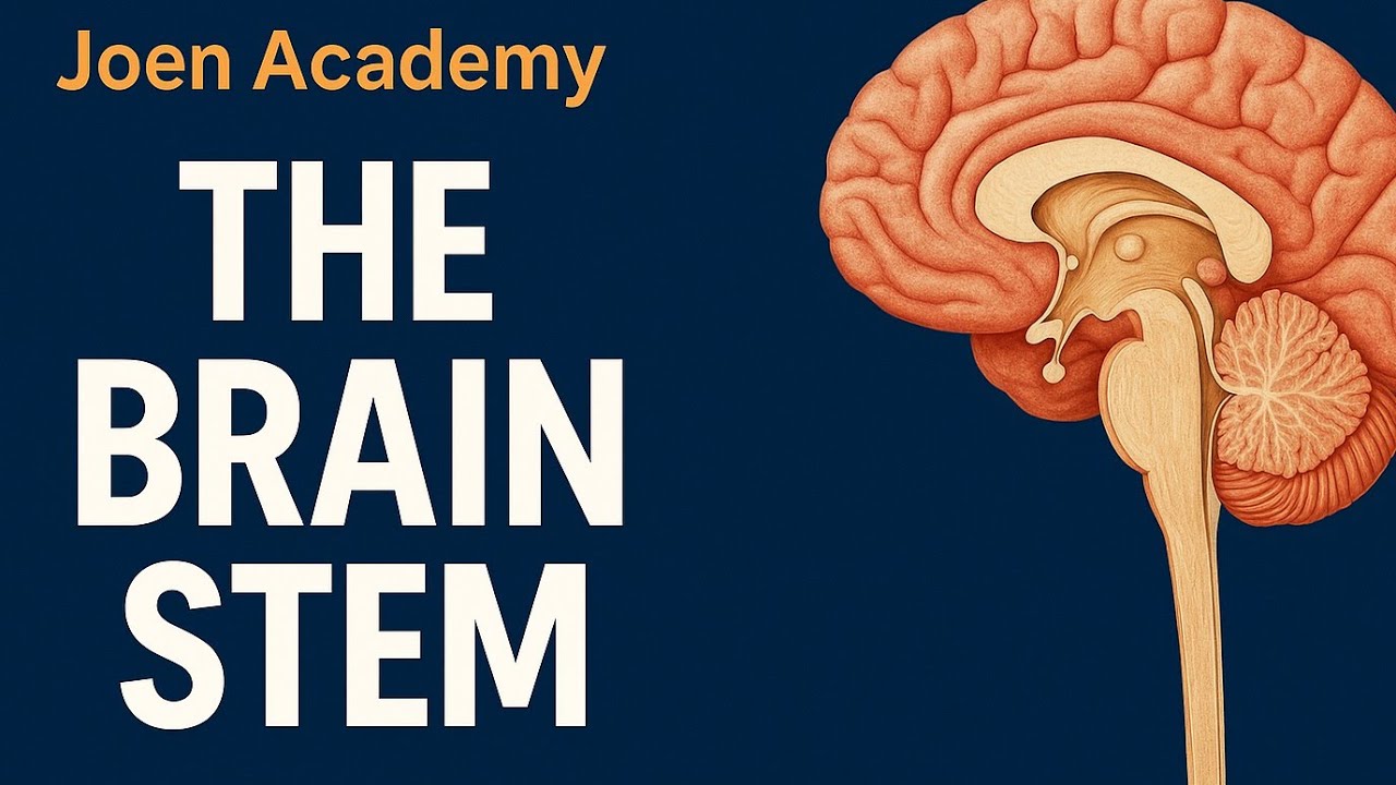 The Brain Stem - Joen Academy - YouTube