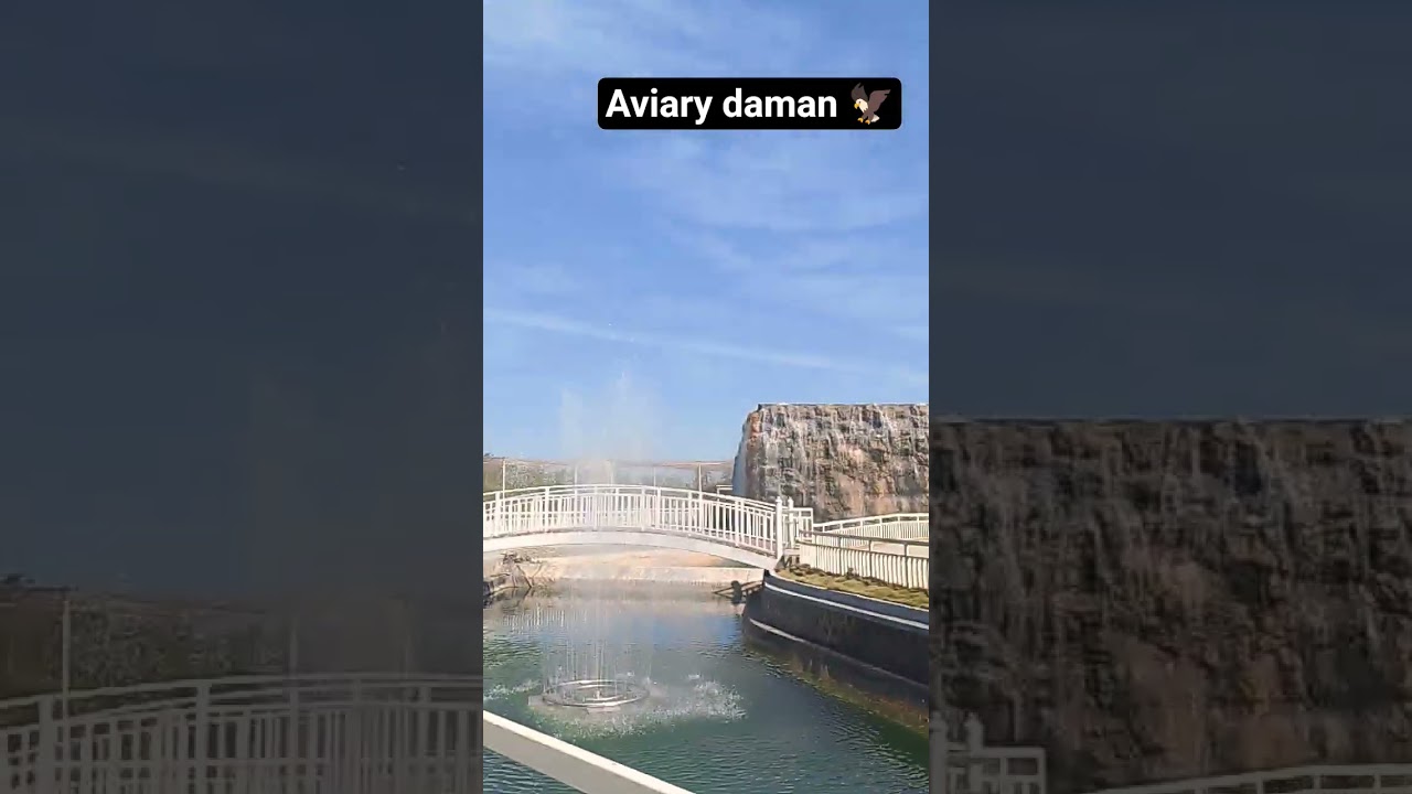 aviary daman 🦅🦅