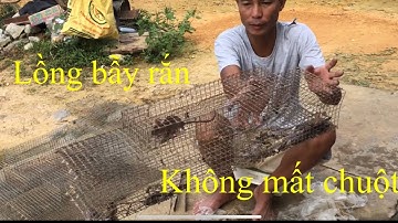 cách làm bẫy rắn không tốn mồi chuột,một con dùng lâu dài/săn bắt ẩm thực