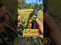lip grip aliart premium #alatpancing #lipgrip #tangpancing #penjepitikan