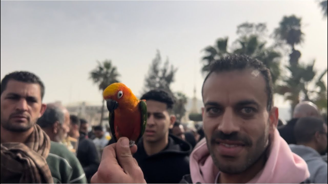 اسعار البغبغنات من داخل سوق السيده عائشه بارقام تلفونات اصحابهم👍❤️