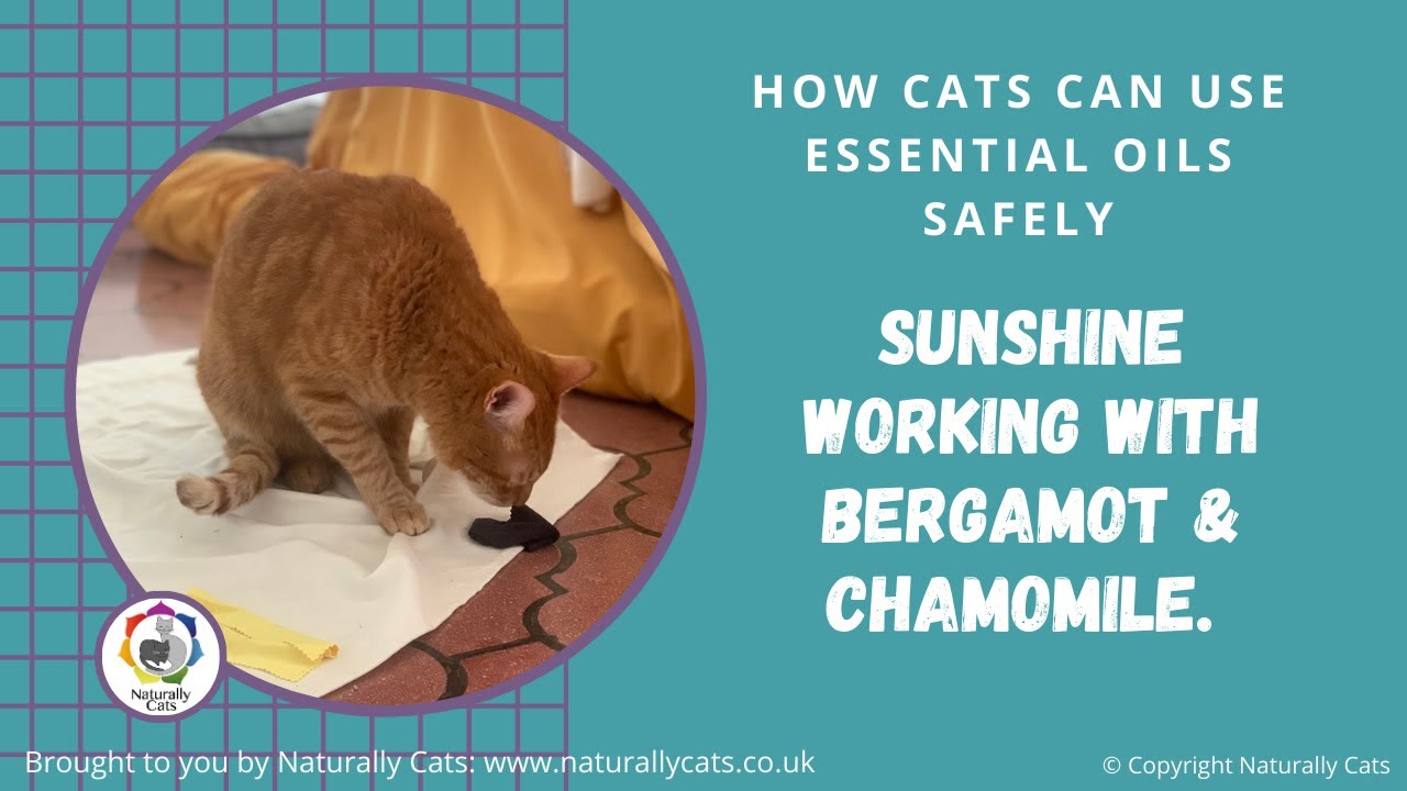 Cats and essential oils - Sunshine using Bergamot, Geranium and the ...