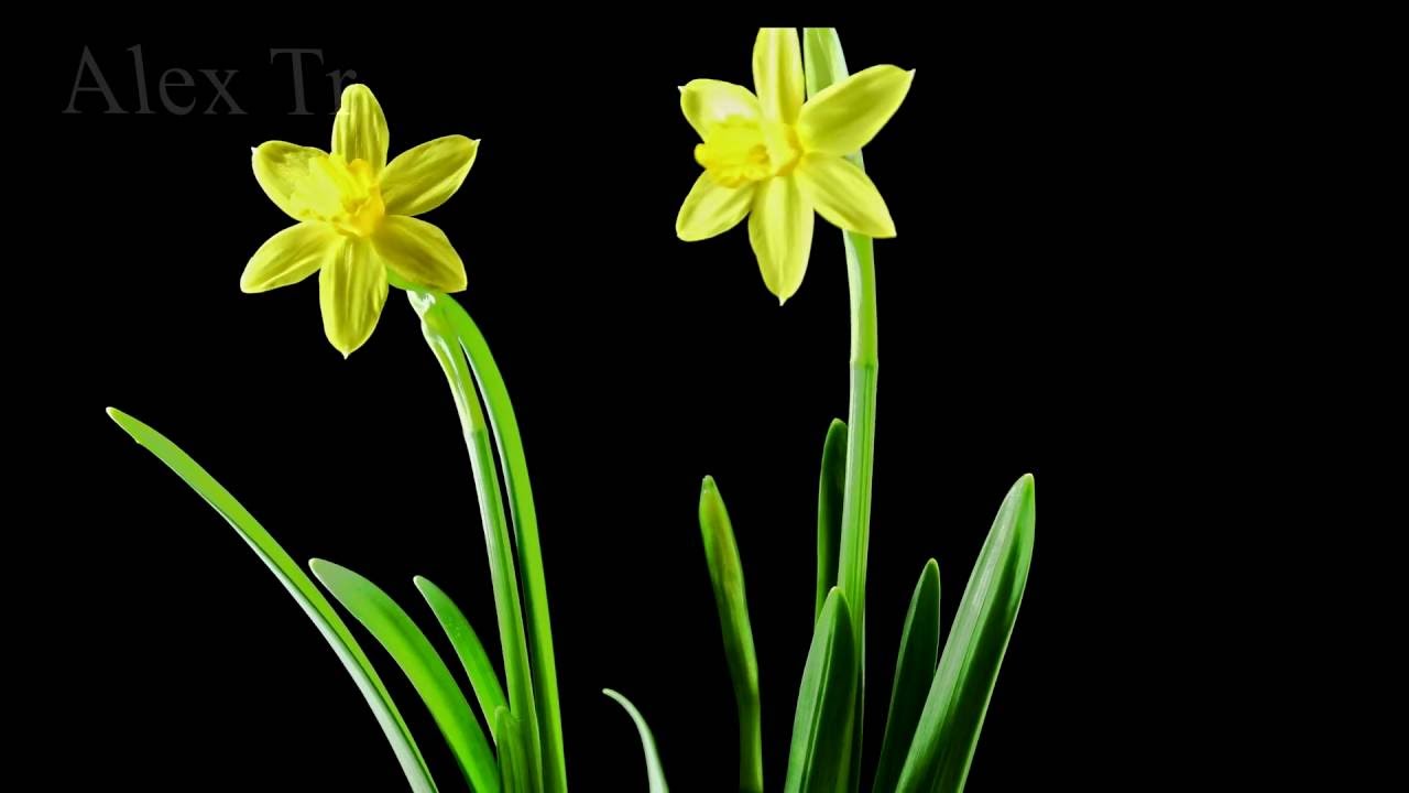 4k time lapse .growing peas.Opening of water lily flower