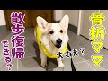 骨折ママとシニア犬ノエさん、どっちが歩くの速い？