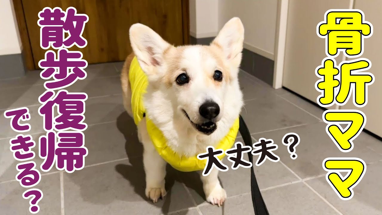 Who walks faster, Mom with a broken bone or Noe, the senior dog