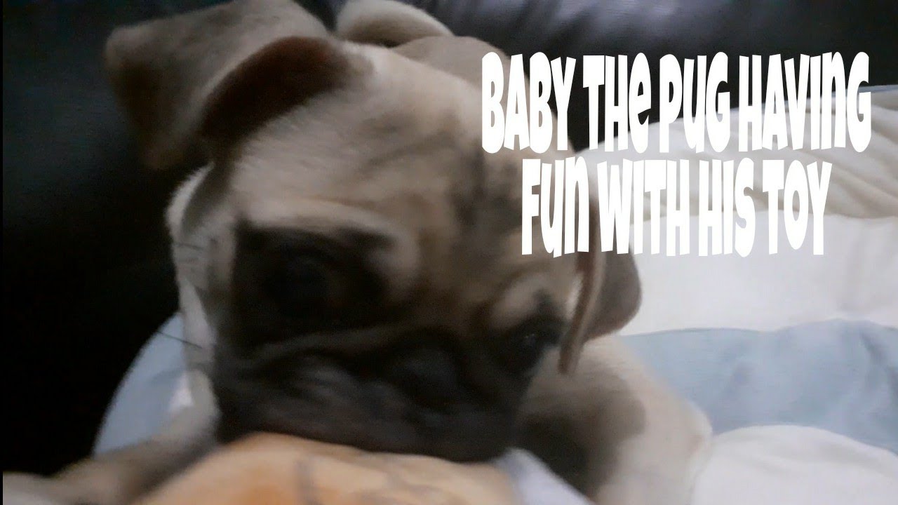 Baby the pug playing with his toy and having fun