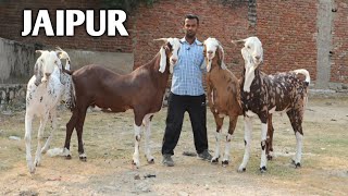 Download Lagu Amjad bhai ke Big gujri goat's ka setup in jaipur city MP3