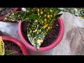 Croton plant care 🌱🌱