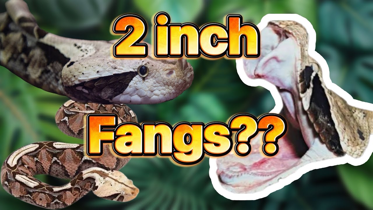 Gaboon Vipers are the coolest