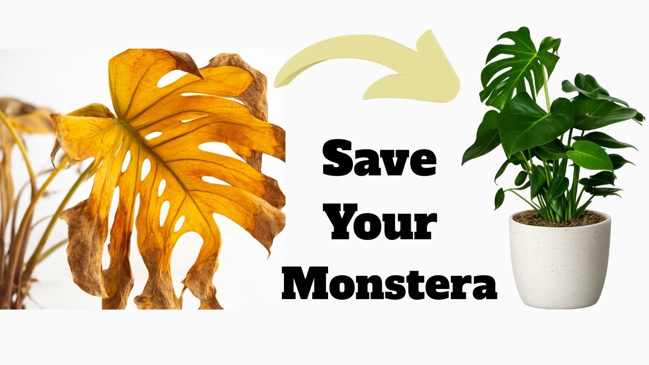 Root Rot Rescue: Reviving My Monstera Deliciosa