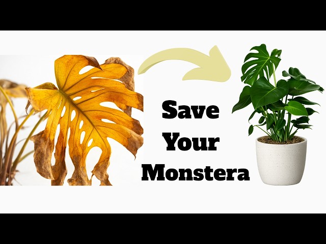 peppermint planting Survival Garden Seeds - Peppermint Seed for Planting