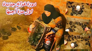 بدأنا دورة فراخ 🐥🐓جديدة برزق جديد للمولود الجديد🐤🐤 فراخ جميزة