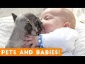 Most adorable animal and baby compilation 2018  funny pets