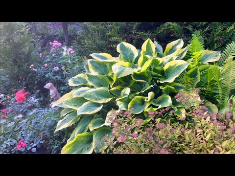 Video: Hosta