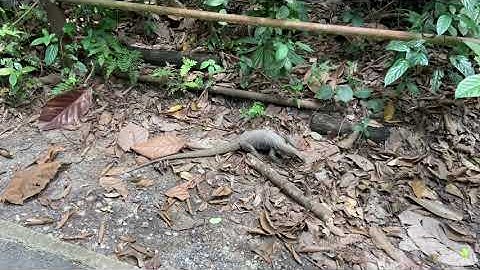 Scary Monitor Lizard Crawling Across Wallace Trail Path in Singapore