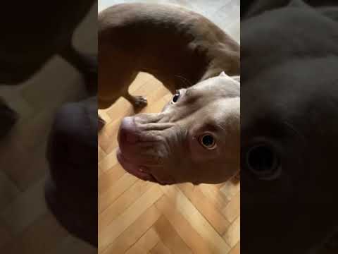Видео: Выпадут ли у щенков клыки?