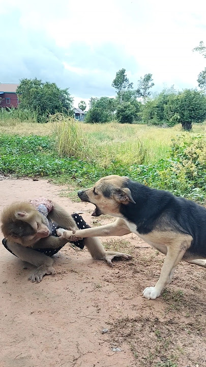 Excellent SokYaa,OG, ToTo Animals Are So Awesome #shorts