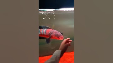 Red barito Channa Fish ❤️ #deewaraya #aquarium #snakeheadfish #channa #monsterfish #indonesia