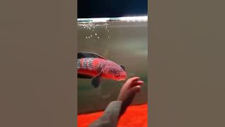 Red barito Channa Fish ❤️ #deewaraya #aquarium #snakeheadfish #channa #monsterfish #indonesia