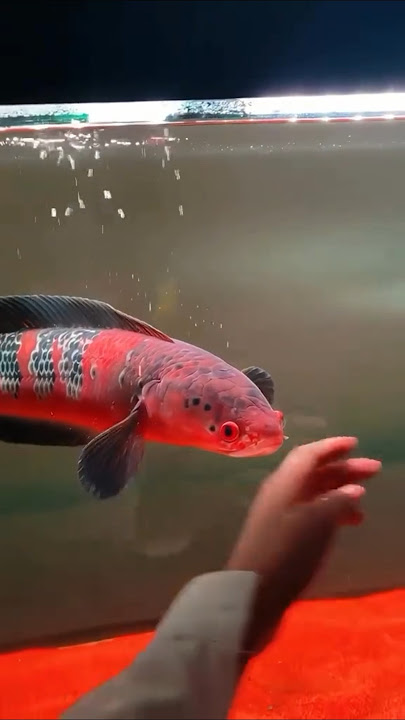 Ikan Channa barito merah ❤️ #deewaraya #aquarium #snakeheadfish #channa #monsterfish #indonesia