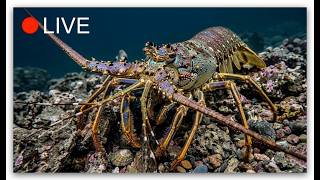 🔴 LIVE: WAIT... WHAT IS THAT?! 😱 Deep Sea Diving