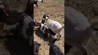 What's Wrong With These Baby Goats?