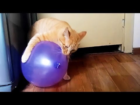 cats-vs-balloons-(part-2)-★-cat-reaction-to-balloons-[funny-pets]