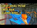 SIULAN PLUS KRETEKAN Keras Murai Batu Pancing Emosi !! Auto NGAMUK Takterkendali