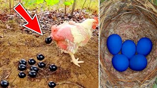 दुनिया के सबसे अनोखे अंडे जिन्हें देखने के लिए नसीब लगता है | Top 10 Rarest Eggs in the World