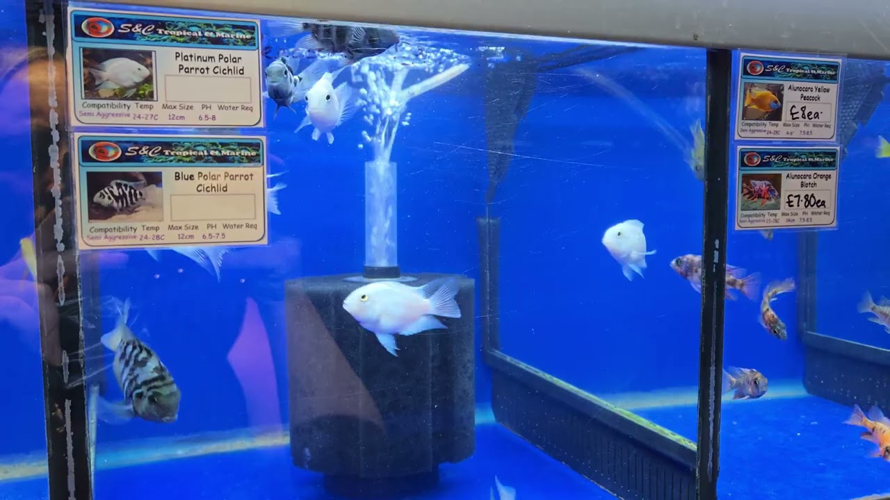 Platinum Polar Parrot Cichlid & Blue Polar Parrot Cichlid! These are awesome!