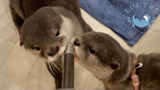 カワウソの赤ちゃん、突然始まったママたちとの戦い！　Baby Otters Bravely Fight Moms!