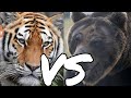 SIBERIAN TIGER VS USSURI BROWN BEAR| WHO IS THE REAL KING OF RUSSIA