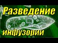 Разведение живого корма для аквариумных рыбок (инфузория)