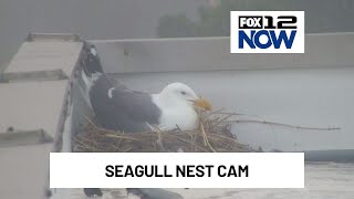 Tracking a seagull nest in Seaside