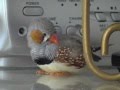 A day in the life of a Zebra Finch (Part 1 of 2)