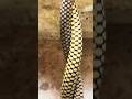 সোনালী আঁশযুক্ত এই অপূর্ব সাপটিকে জানুন | Meet the Stunning Golden-Scaled Snake