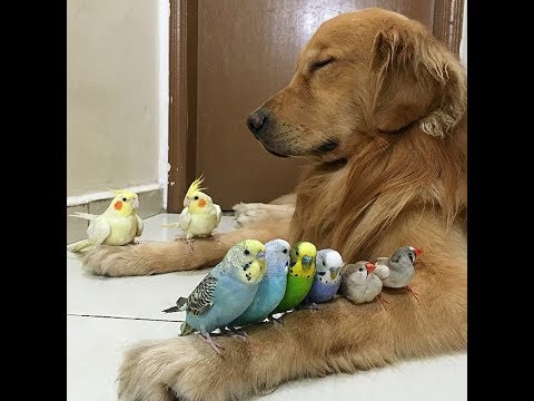 仲良し 艸 インコと犬 本物の友情 艸 Youtube