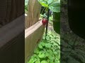 What I planted today  and plants