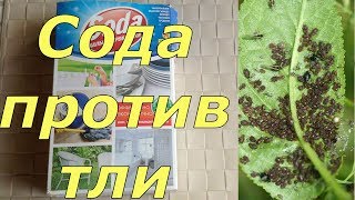 видео Тля на розах: как бороться, химические препараты, как удалить