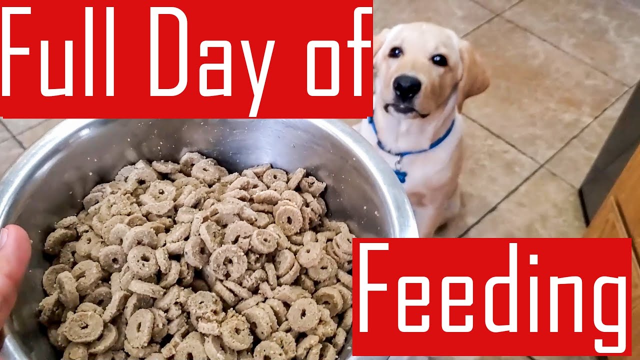 Full Day of Feeding our Labrador Puppy - What My Dog Eats in a Day