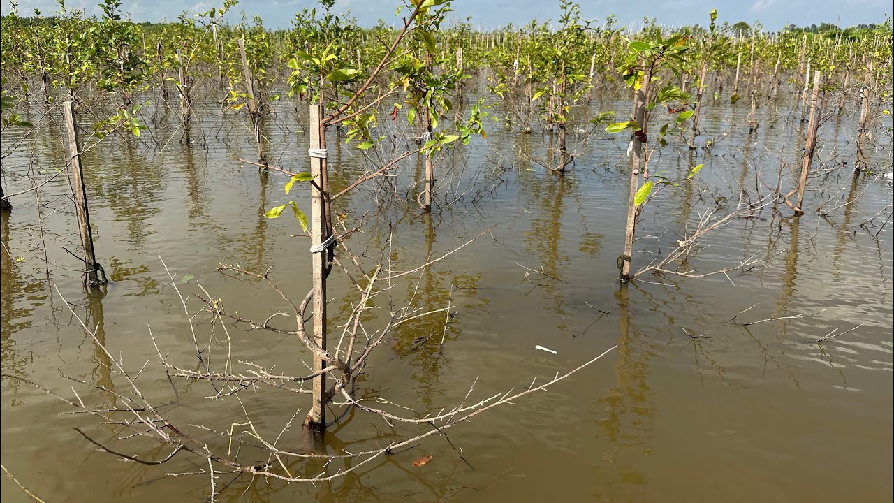 Thôi xong nước ngập lâu quá rụng lá hết rồi 