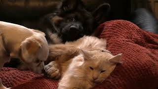Friends for life movie