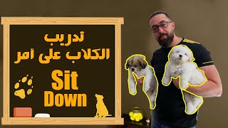 تدريب الكلب على أمر Sit / Down