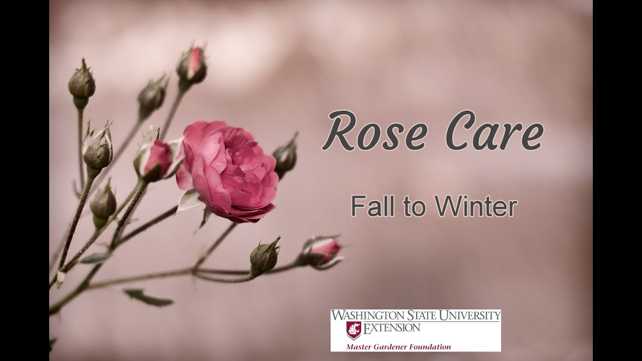 Rose CareFall to Winter YouTube