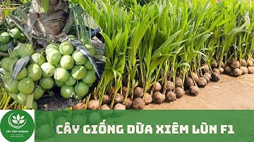 Cây giống DỪA XIÊM LÙN F1 chuẩn chất lượng cây giống cực mập đẹp
