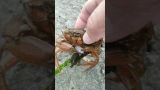 Ловля бычка, а клюет краб. Catching a goby, but the crab bites.